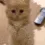 Worlds_Cat_Impressed