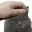 PetGlareCat
