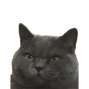 PetTheCat