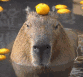 orangebara Discord emoji
