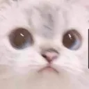 cat_innocent cat_innocent