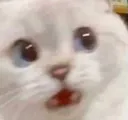 bruhcat