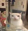 gatovaso