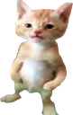 jereloco