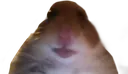 hamster