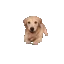 DogSmile DogSmile