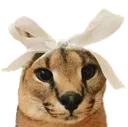 floppa