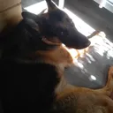 dogpog dogpog