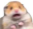 scaredhammy scaredhammy