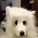 mood_doguh mood_doguh