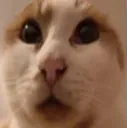 gu