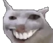 catcursed catcursed