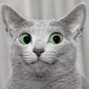 catwtf