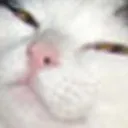 smugcat