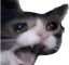 crycat5