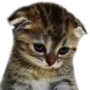 SadChaton