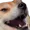 dogekek