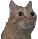 concernedCat