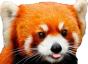 BlepRedPanda Discord Emoji