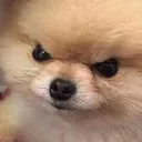 grrr grrr