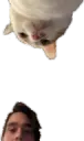 streamerpluscat