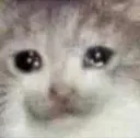 cat_cri_stare cat_cri_stare