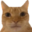 Catbruh catbruh Discord Emoji