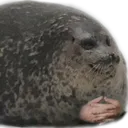 sealHmmm sealHmmm
