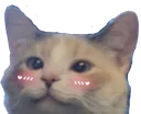blushpank