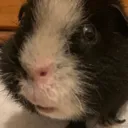 ripmyangle Discord Emoji