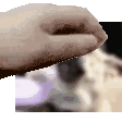 PetJordan