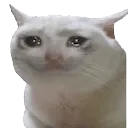 sad_cat