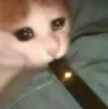 cat_juul