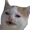 reallyFckingCuteCatEww