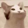 CatOmega