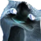 cocatthonk