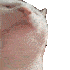 cat Discord emoji