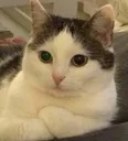 catcross