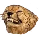 cheetah3