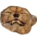 cheetah4