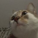 joccat Discord emoji