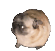 pugdance