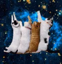 partycats