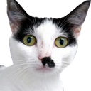 catstache Discord emoji