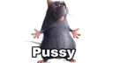 pussy