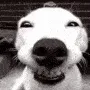 dogsmile