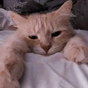 ElfsCat ElfsCat