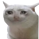 Crycat crycat Discord Emoji