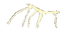stickbug