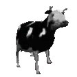 cowpls cowpls